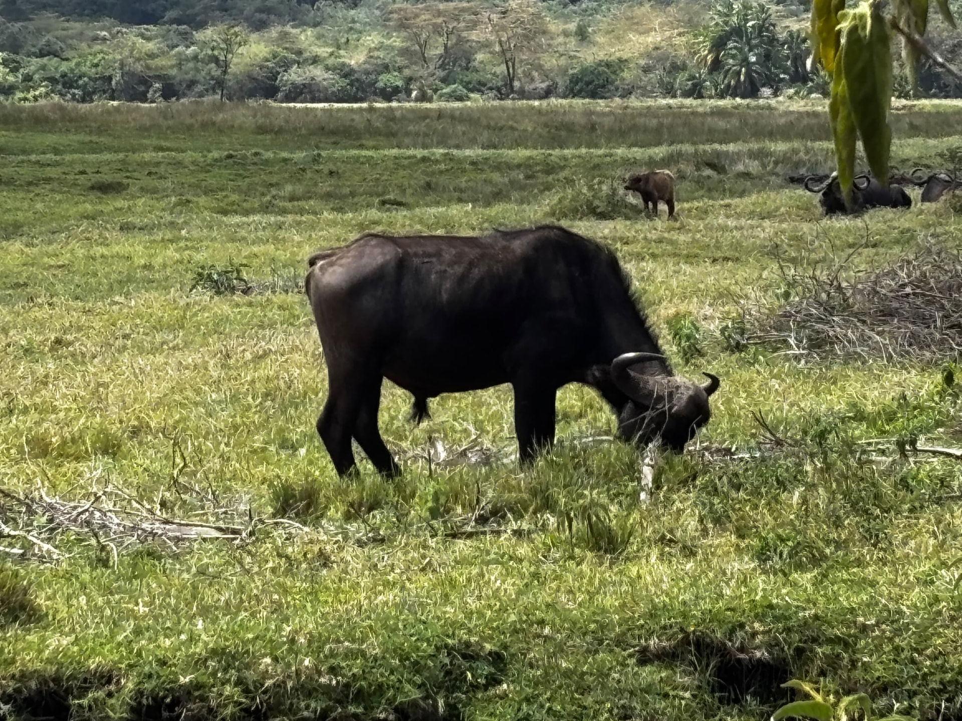 African buffalo grazing in wetland