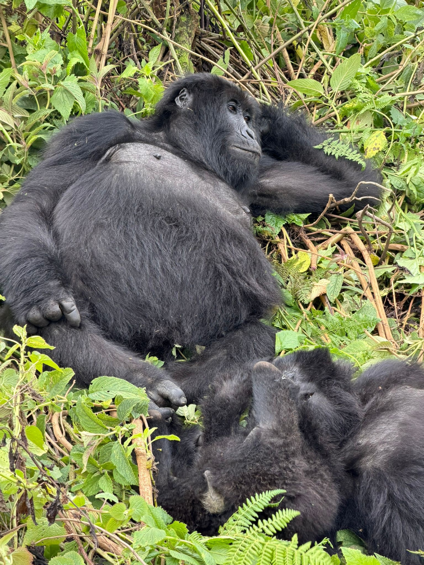 Mountain gorillas resting together in Rwanda's rainforest